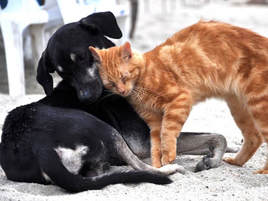 Xylit Katzen